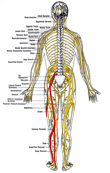 What To Do If Sciatica Pain Gets Worse 60 How To Cure A Sore Upper Back Sciatic Nerve Anatomy 
